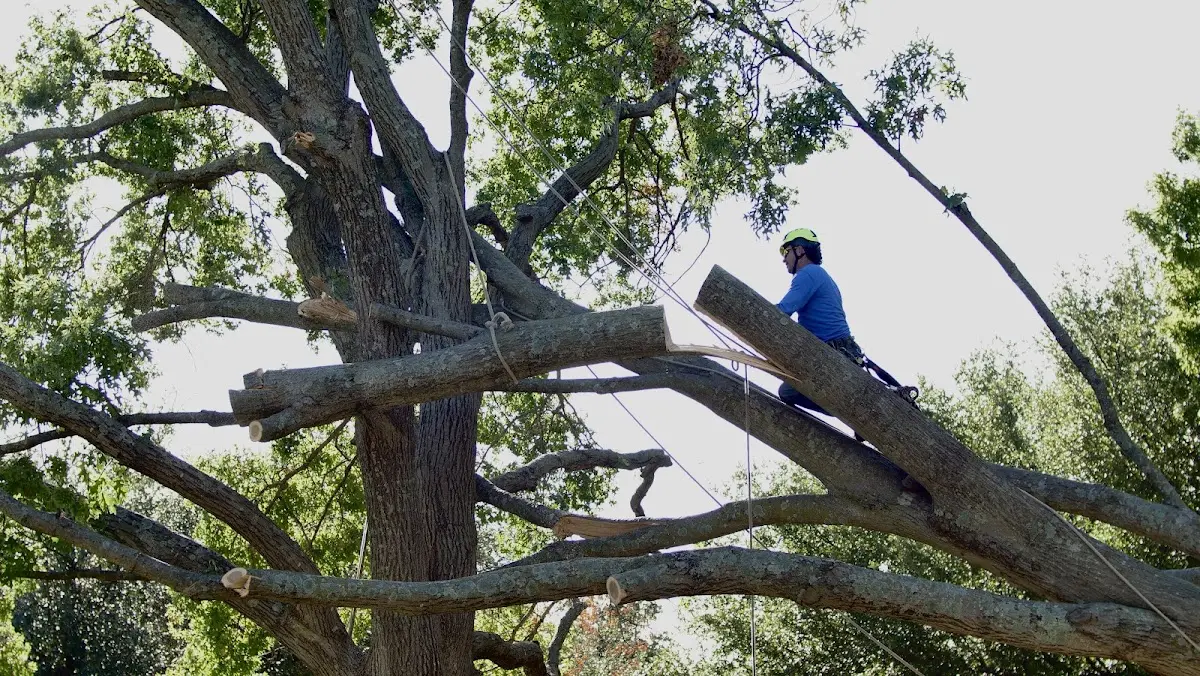 Professional Crown Thinning performed by certified arborists in Means